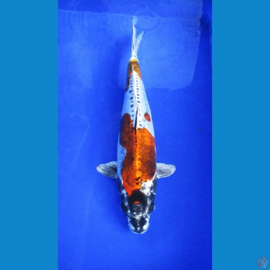 kikokuryu ±40cm