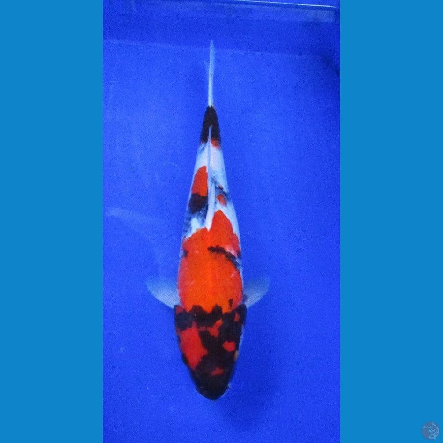 showa ±38cm