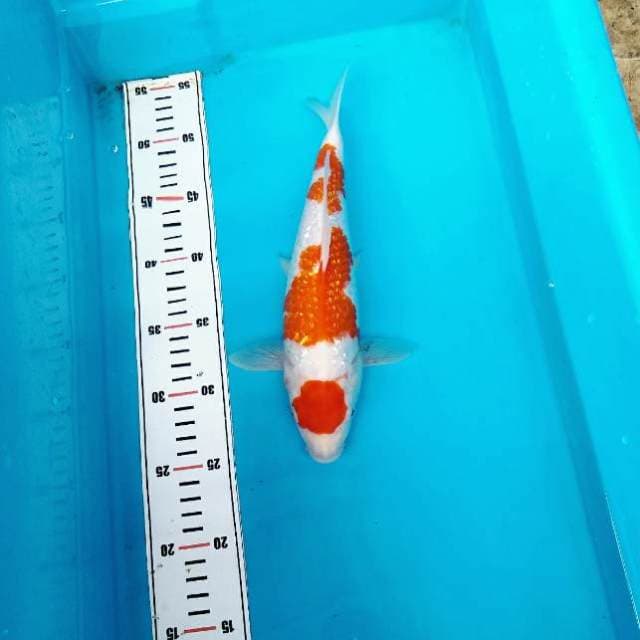 Maruten ginjrin kohaku