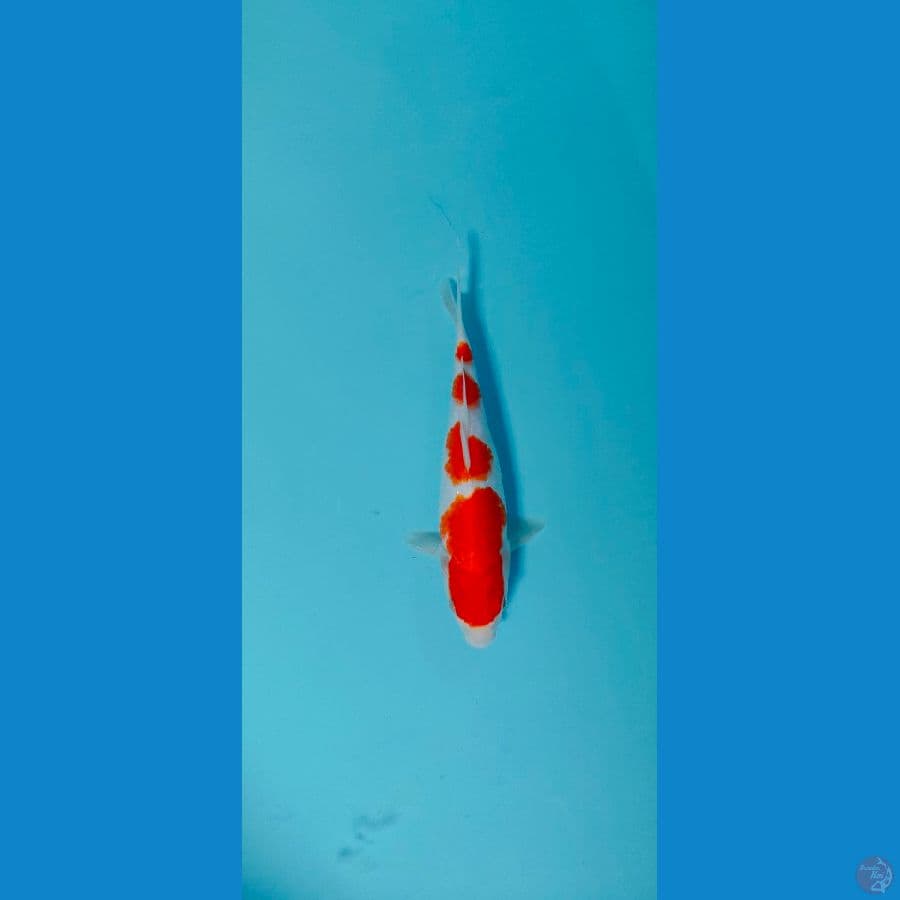 Kohaku