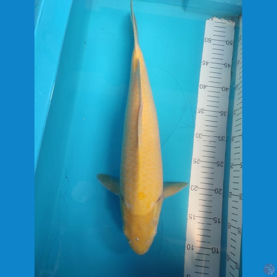 karasi mata merah Male 44cm