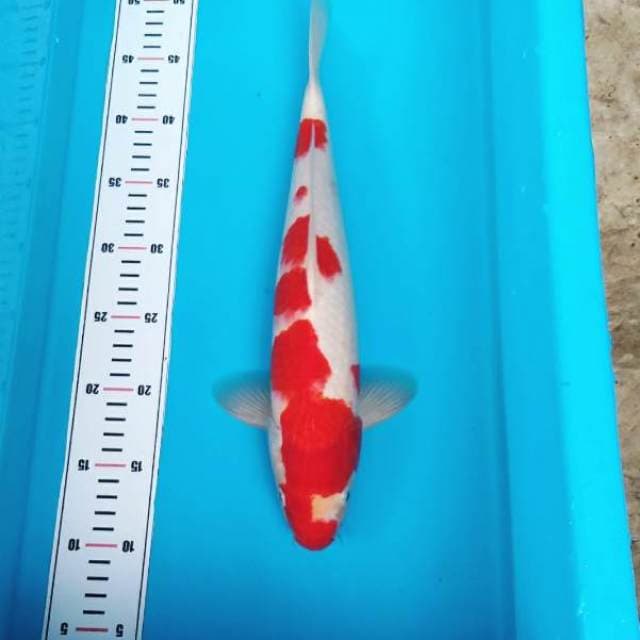 Blood kohaku