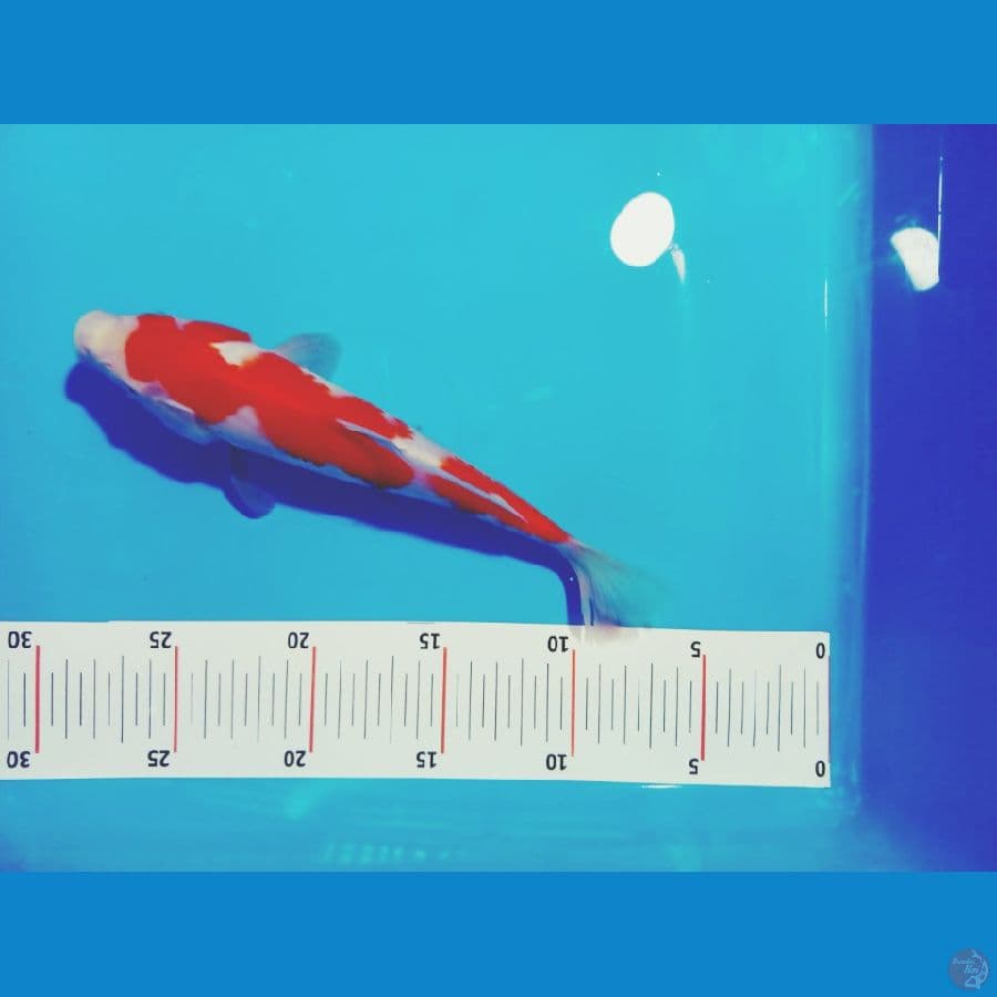 24 cm.kohaku ori