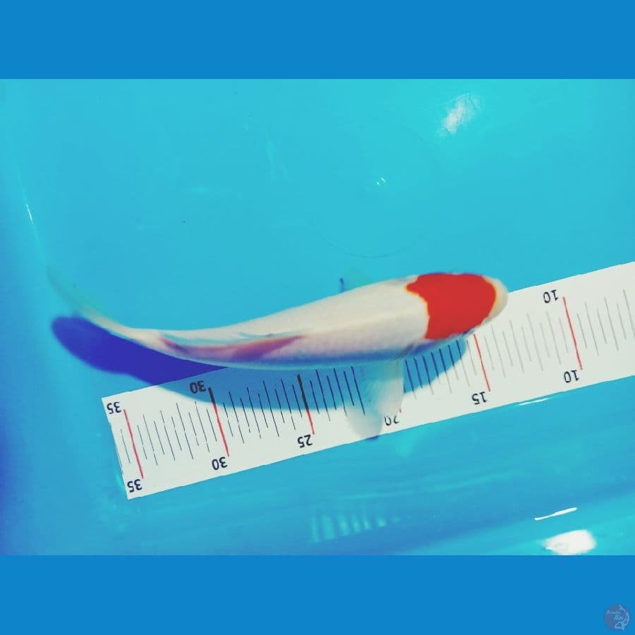 tc ori 23 cm