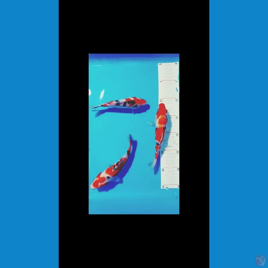 sangke 15 20 cm