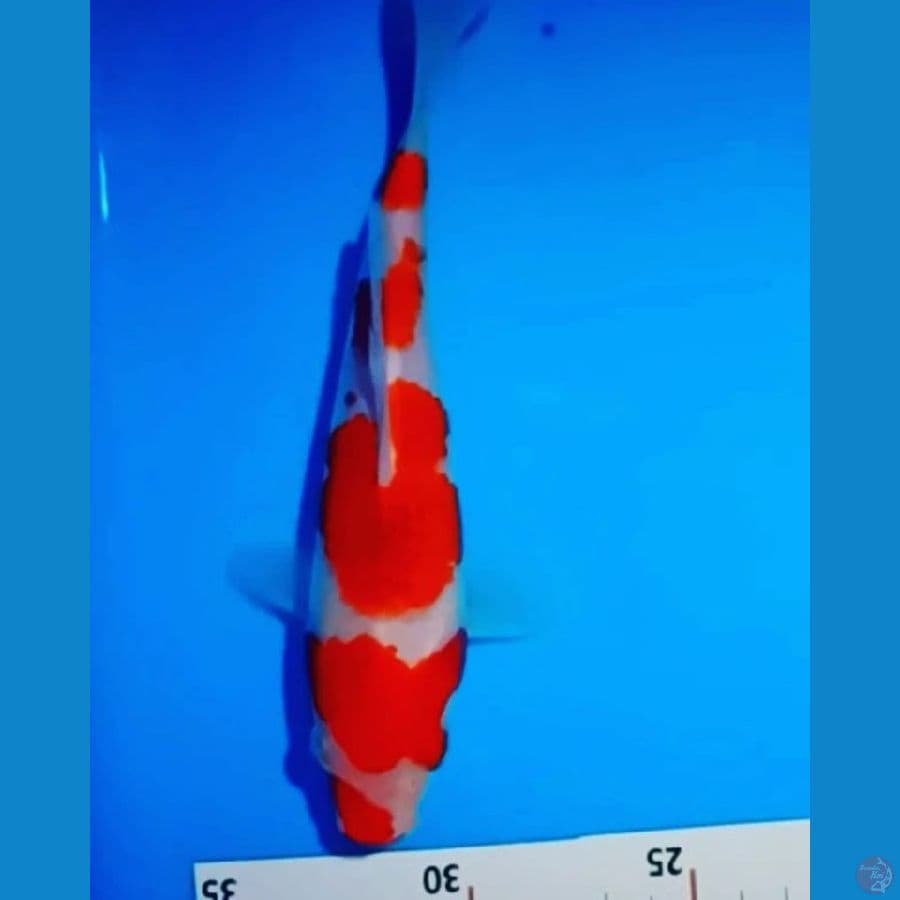 AI GOROMO 0RI 18 CM MALE