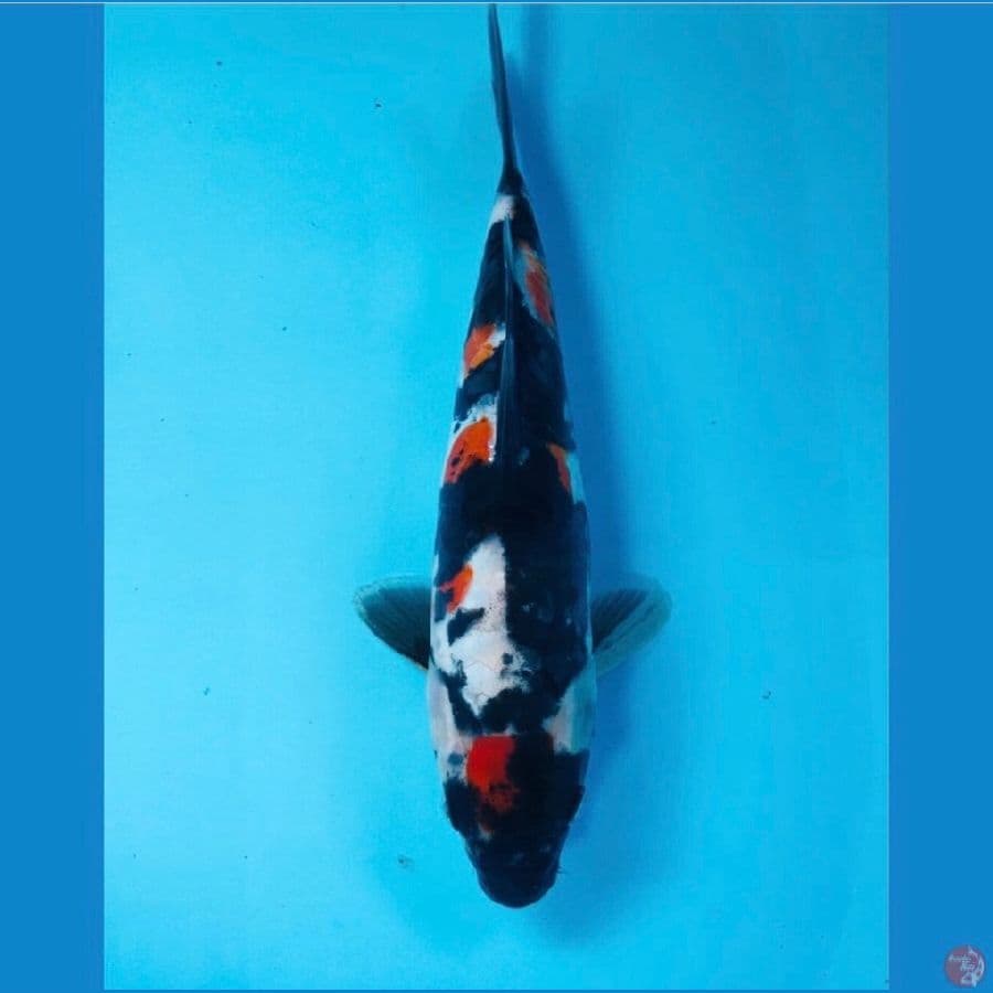 showa doitsu, 25 cm