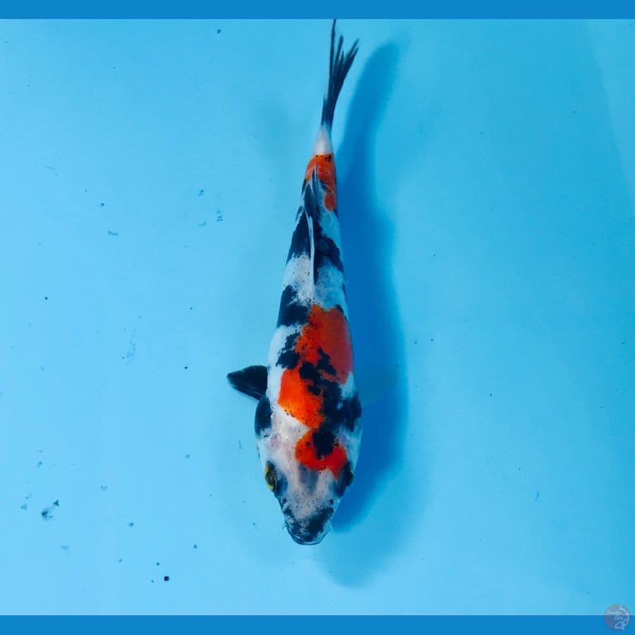 showa doitsu, 14 cm