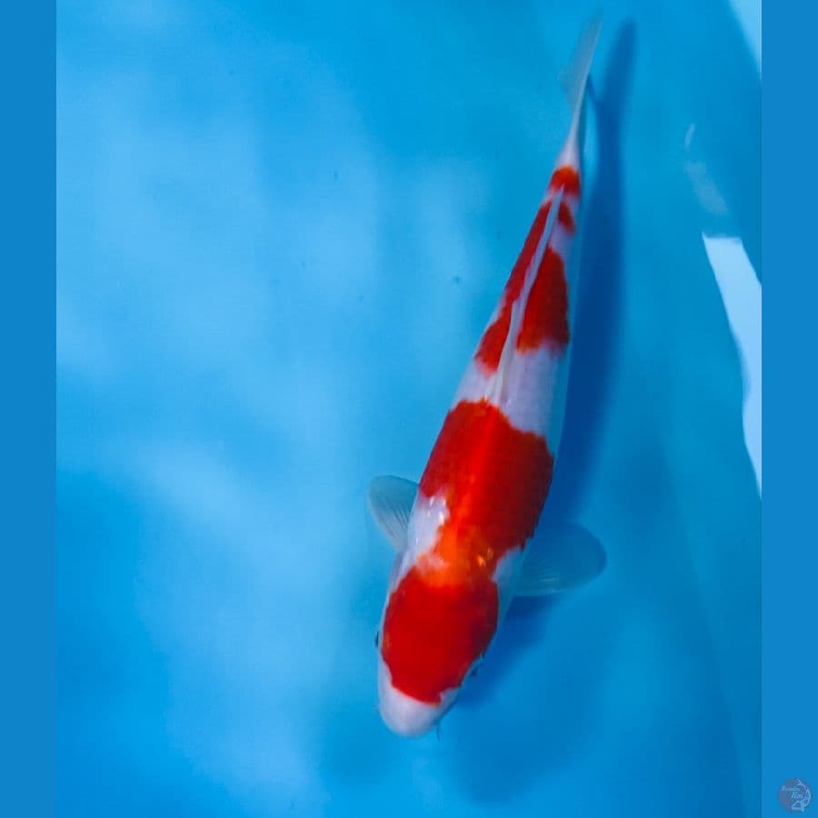 kohaku, 29 cm