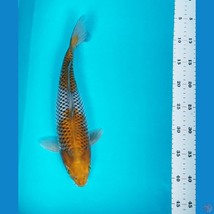 ochiba shigure 35cm
