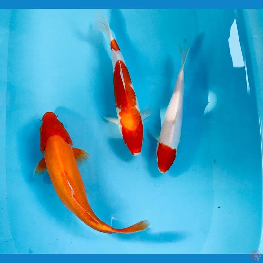 paket kohaku, 25bu
