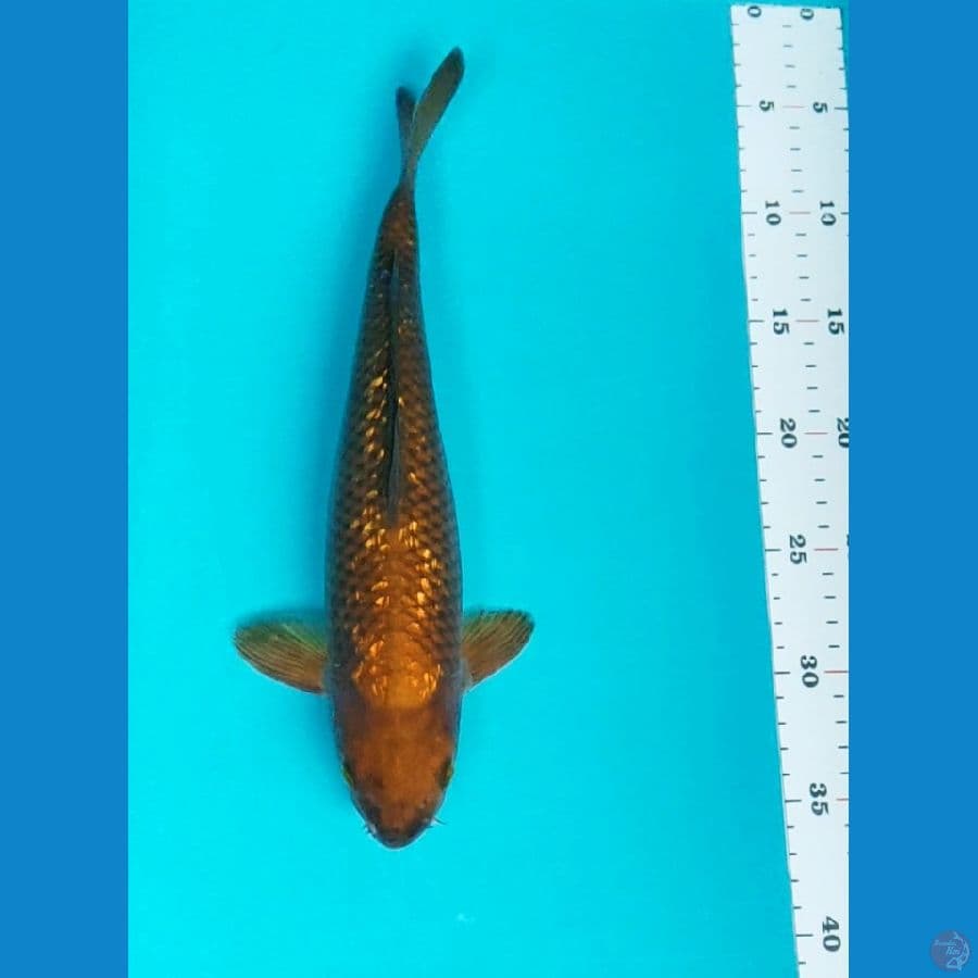 chagoi ginrin 32cm male