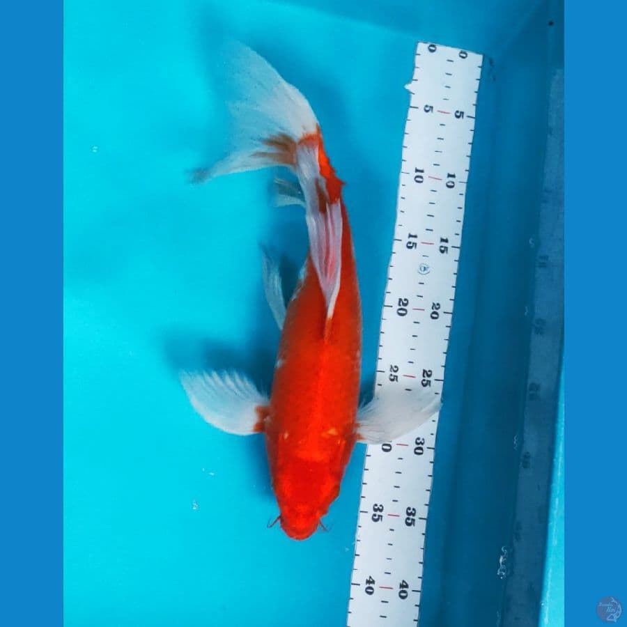kumpay kohaku 36cm