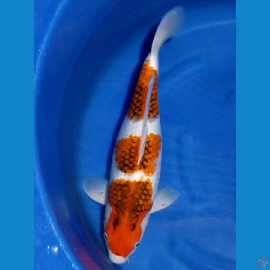 AIGOROMO 53 CM FEMALE