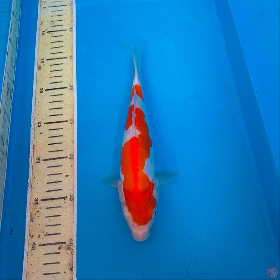25Cm, Kohaku doitsu halus