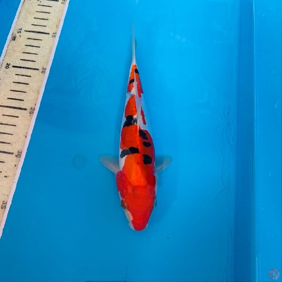 23Cm, Sanke Doitsu Halus