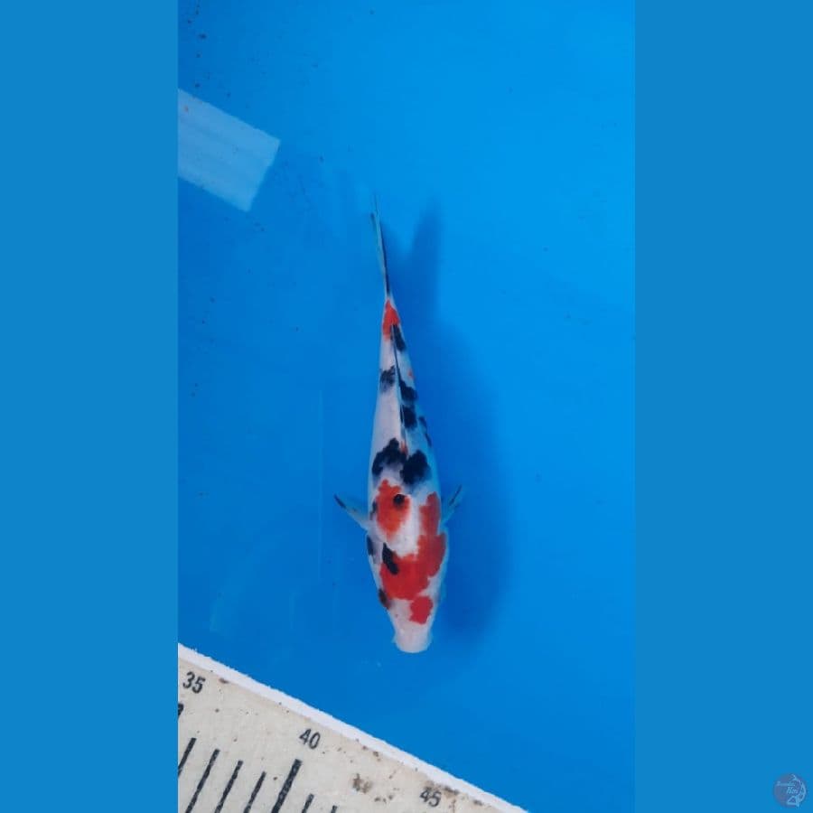 sanke 18cm
