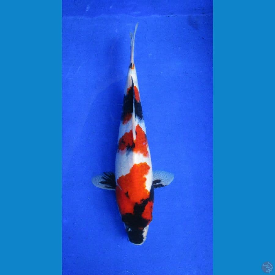 showa ±30cm