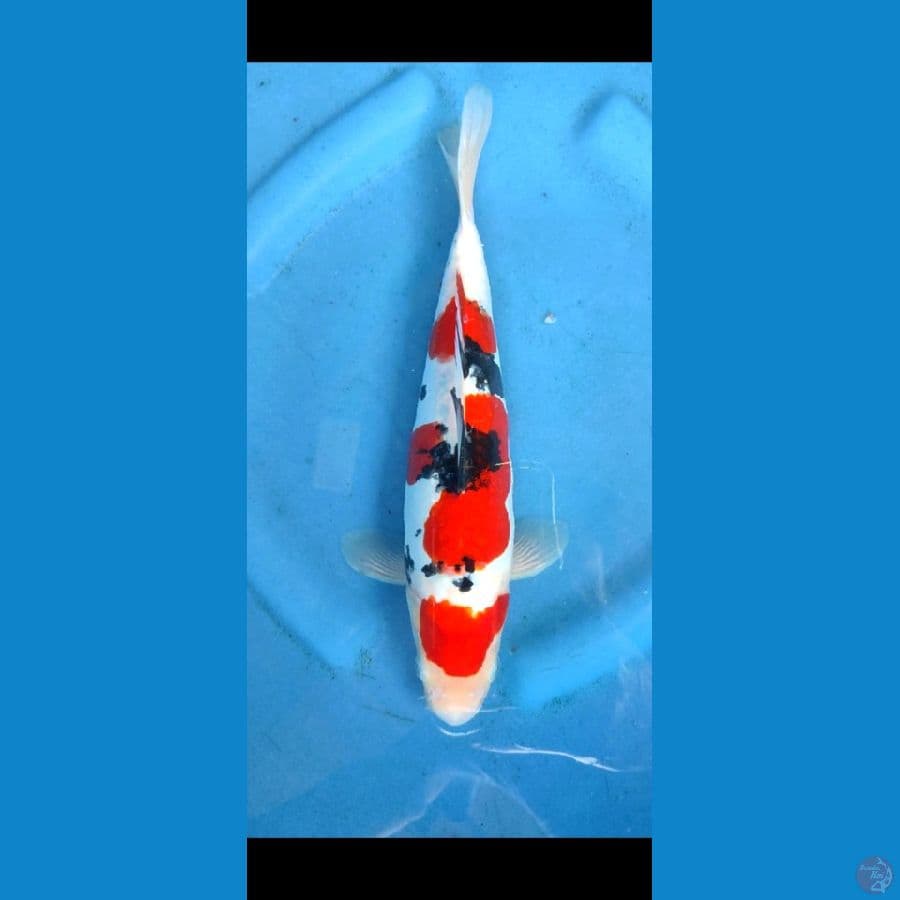 Taiso sanke , size 30 cm original