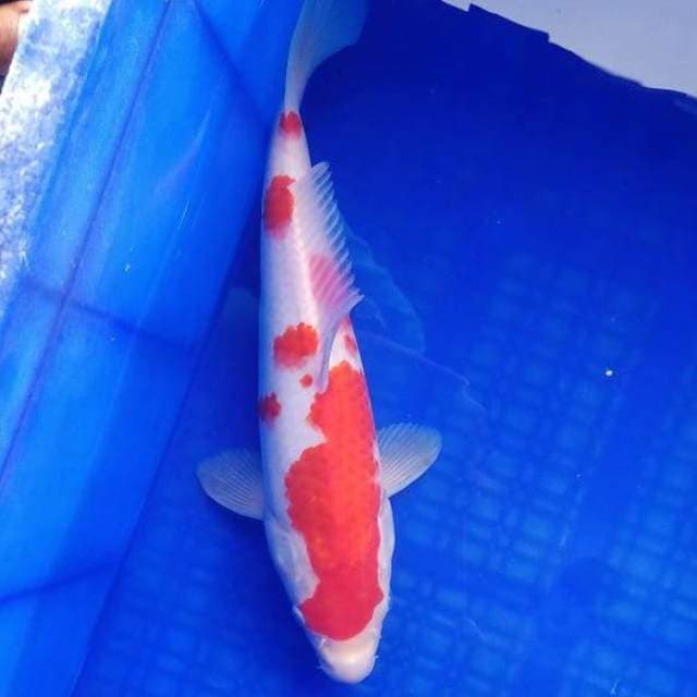 Kohaku prospek