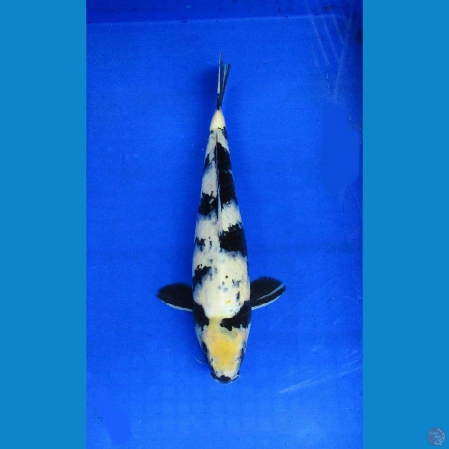 Shiro Utsuri Male