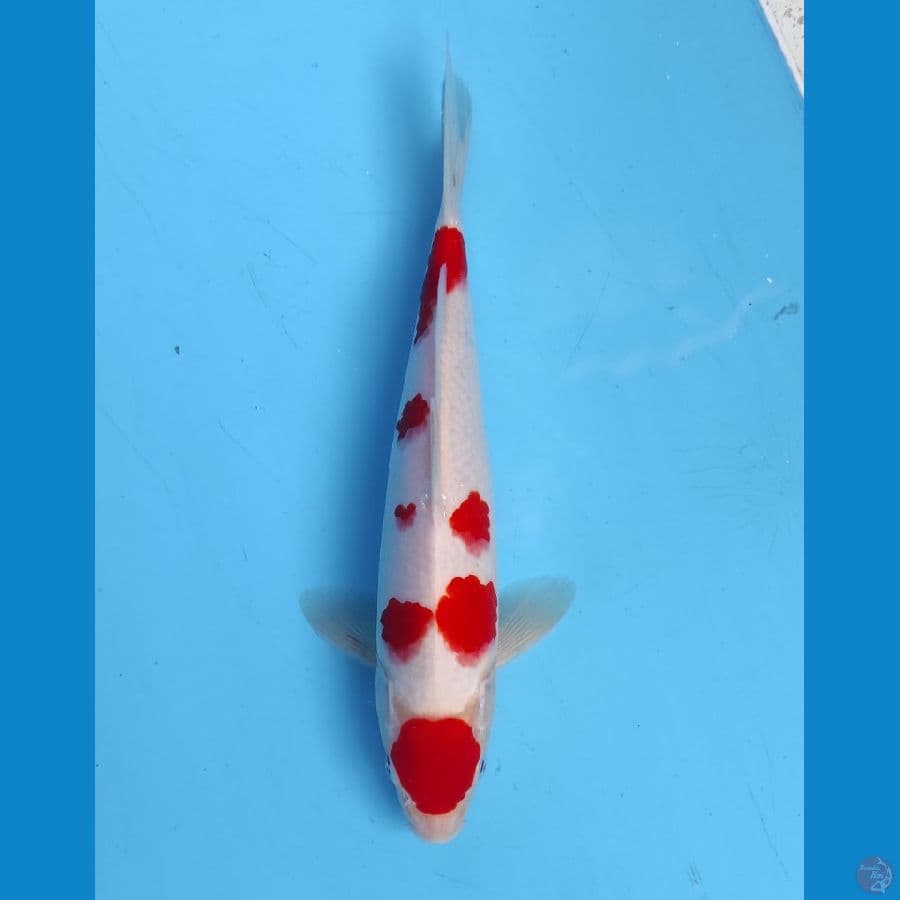 kohaku 25 cm