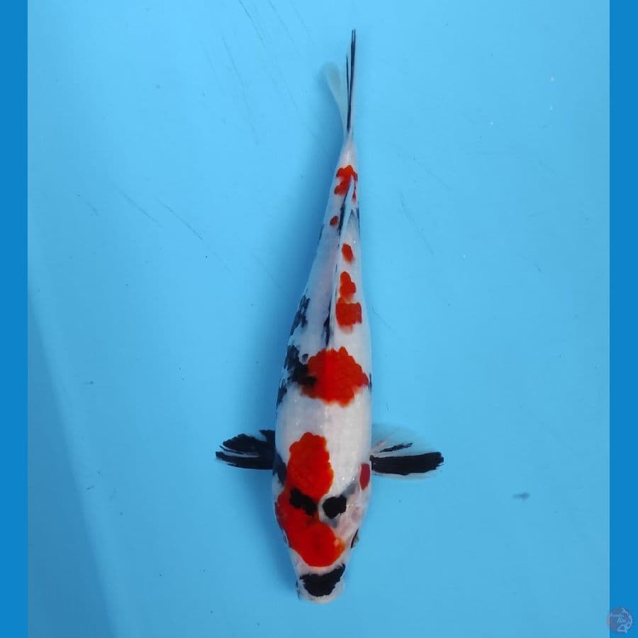 kindai showa 25 cm
