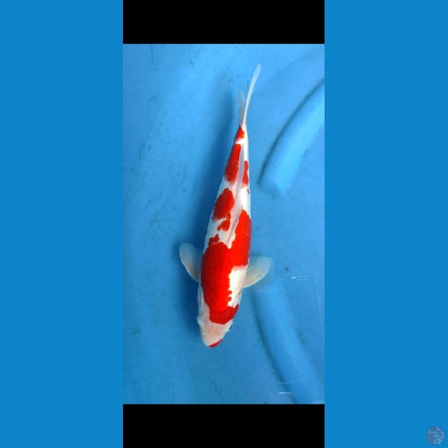 kohaku 33 cm , original