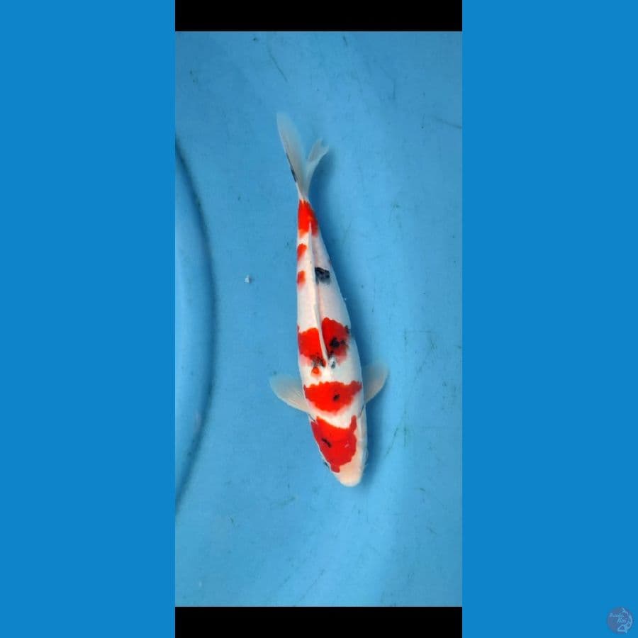 original sanke 28 cm male