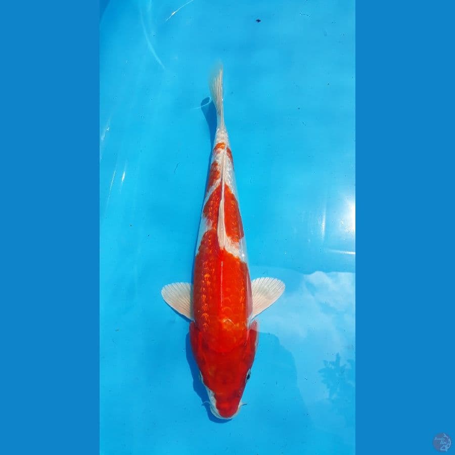 #Rare Collection/ Kohaku Ginrin Hikari ORI / 31cm / F