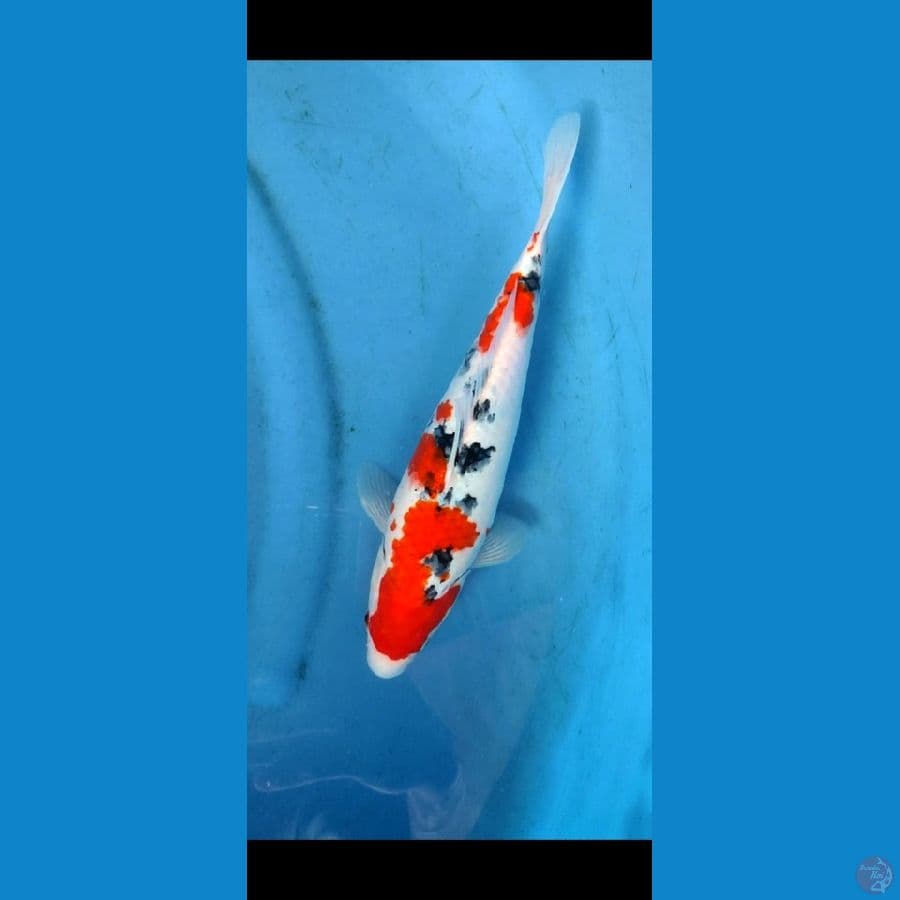 sanke 30 cm original