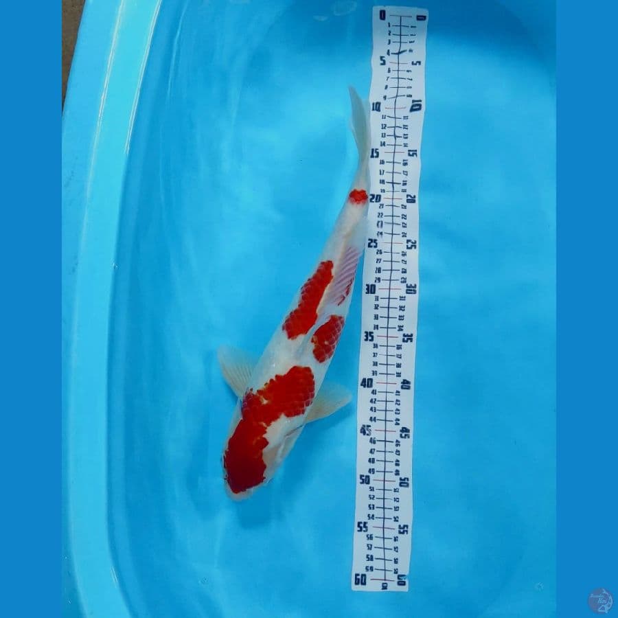 01. KOHAKU 43 MALE