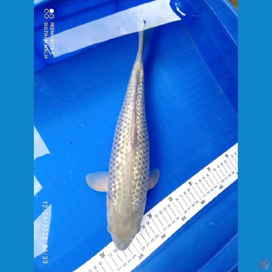 soragoi ginrin 38 cm