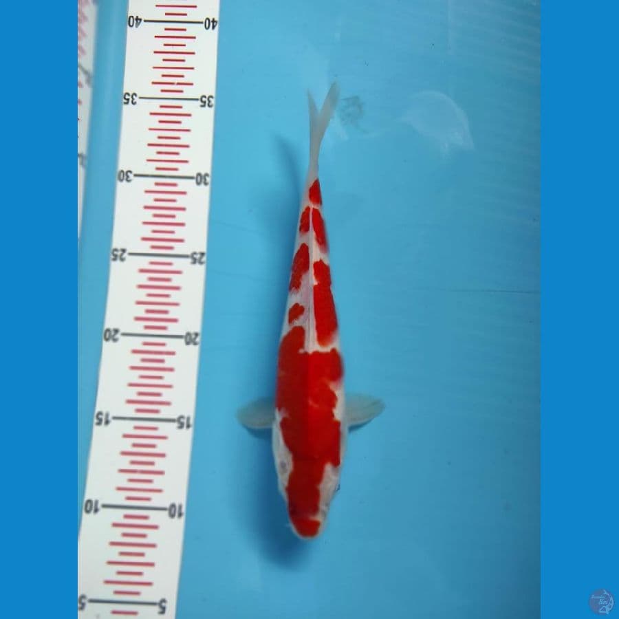 kohaku