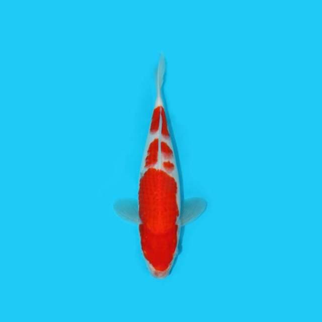YOTSU_KOHAKU F1_29 CM