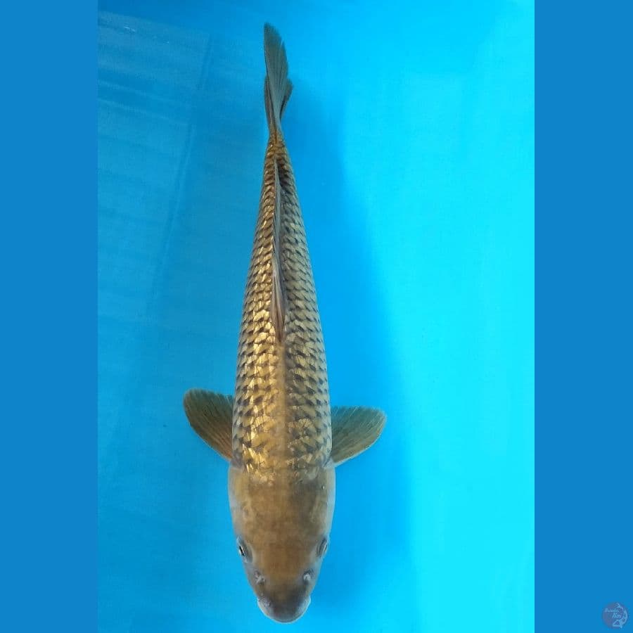 Midori Ginrin 35cm