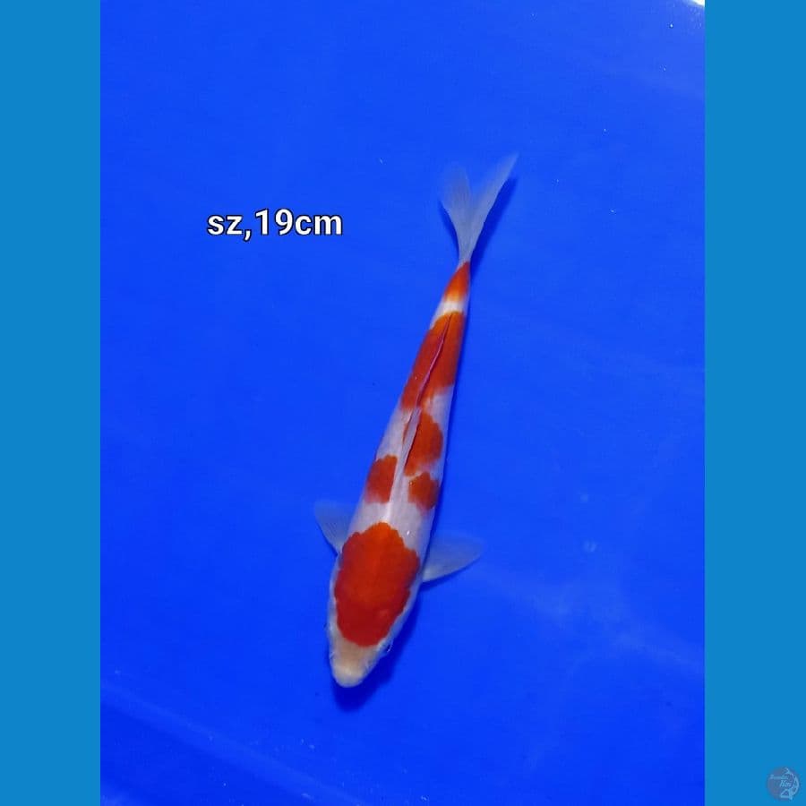 kohaku murni