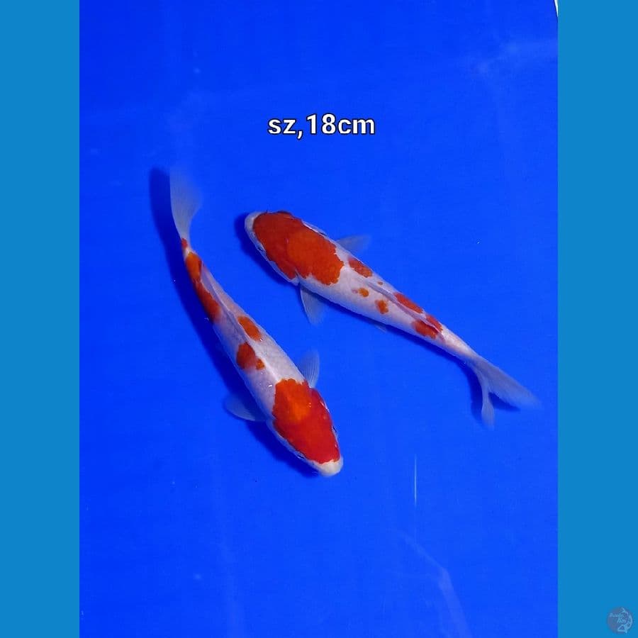 kohaku murni