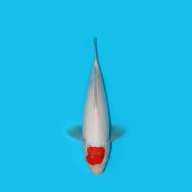 YOTSU_TANCHO KOHAKU F1_31 CM