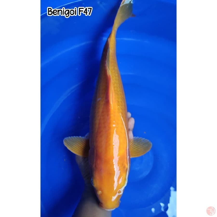 Benigoi 47CM