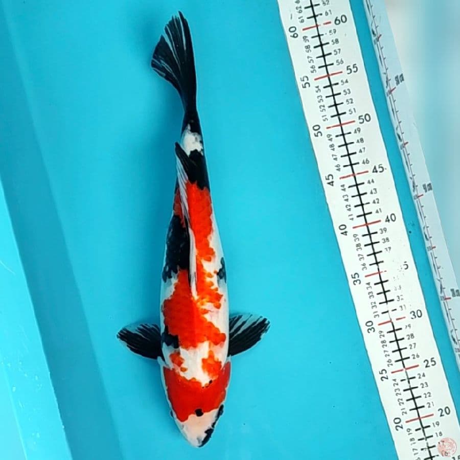 showa 36cm/fmle