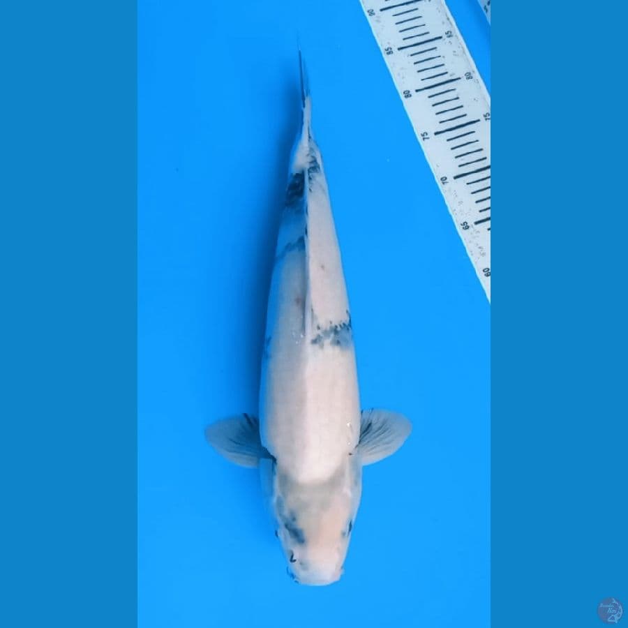 SHIRO UTSURI 50CM - FEEMALE