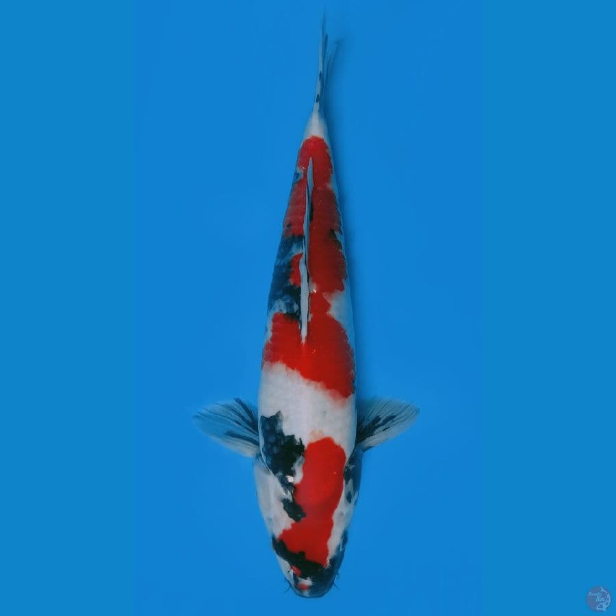 SHOWA SANSHOKU MALE 42cm