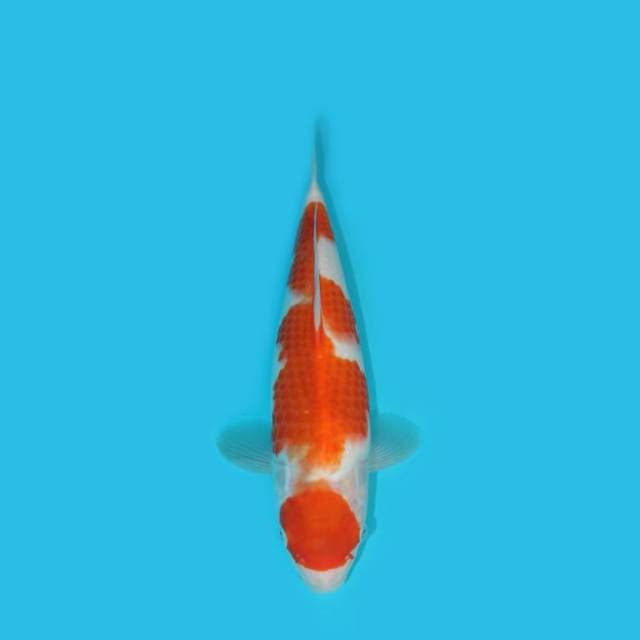 YOTSU_KOHAKU F1 SAKAI_28 CM