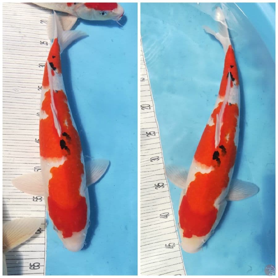 Tategou Sanke 44cm