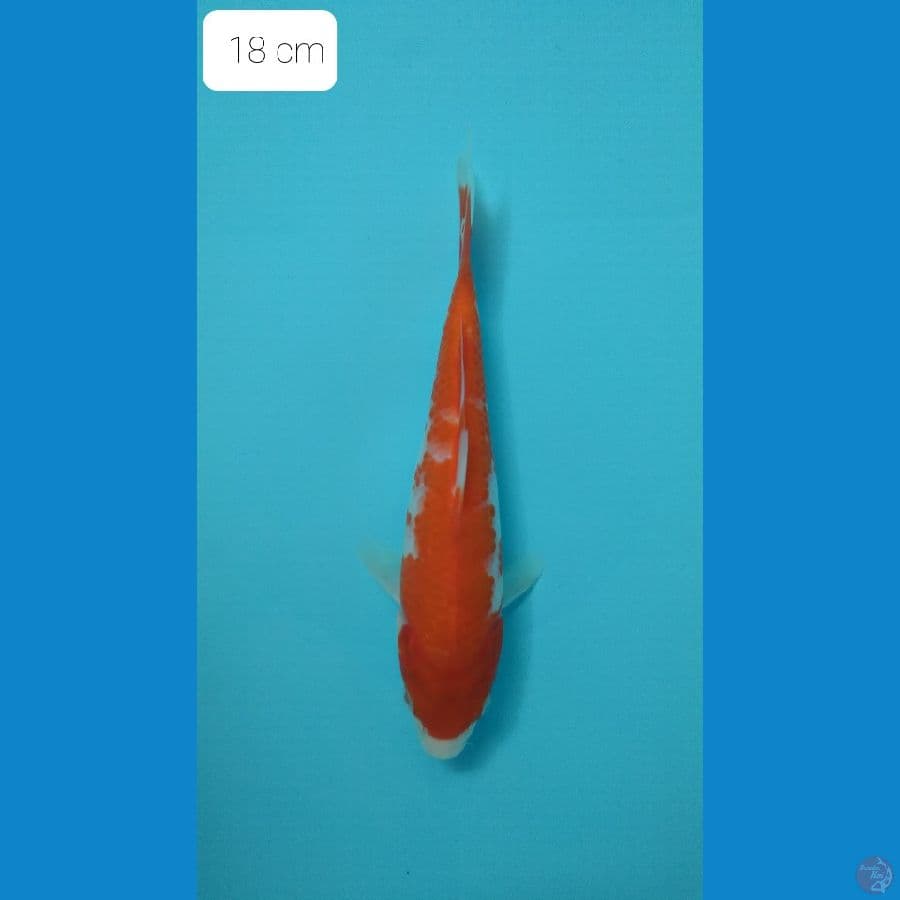 kohaku