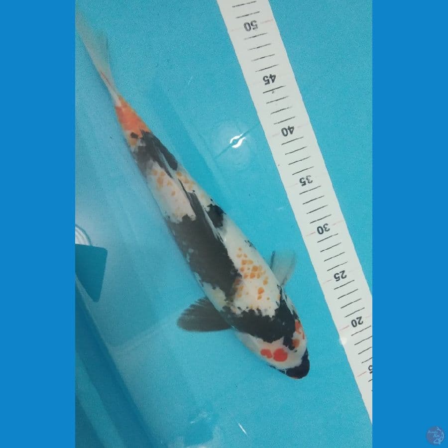 34cm Kanoko.showa