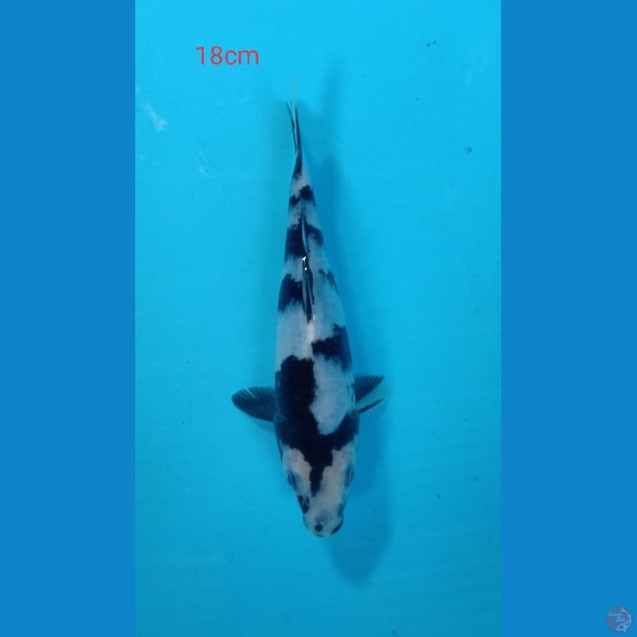 shiro 18cm