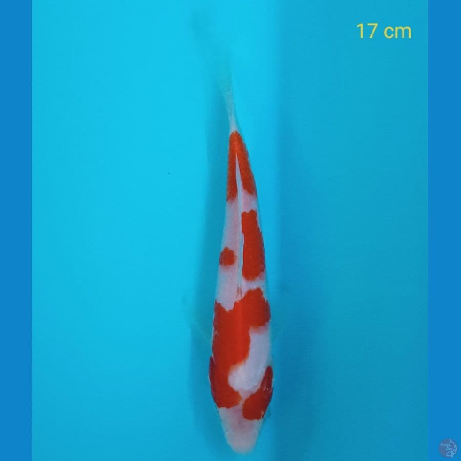 kohaku 17 cm