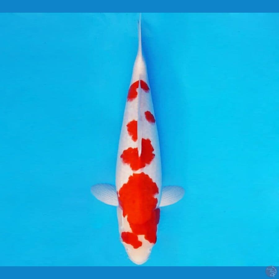 HANAMASA 2 ~ KOHAKU 36 cm/male ™